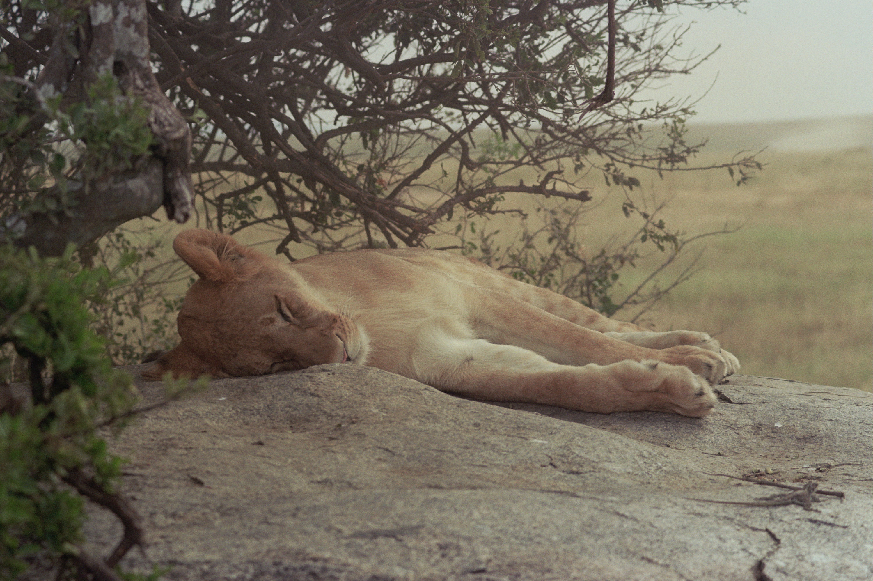 Lion Cub