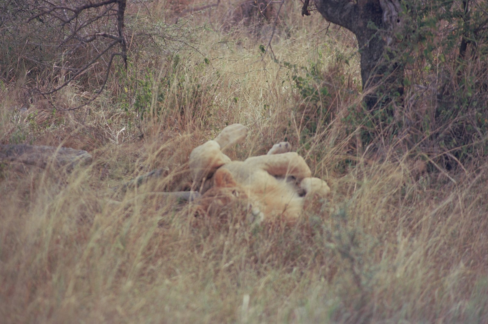 Film photograph — 0497