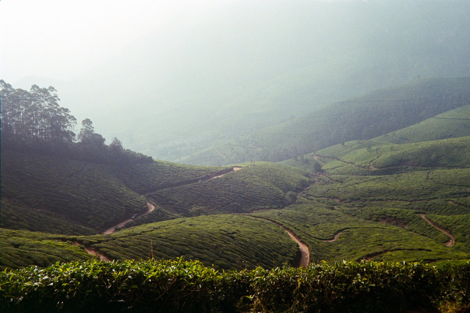 Film photograph — Film Shot 5555