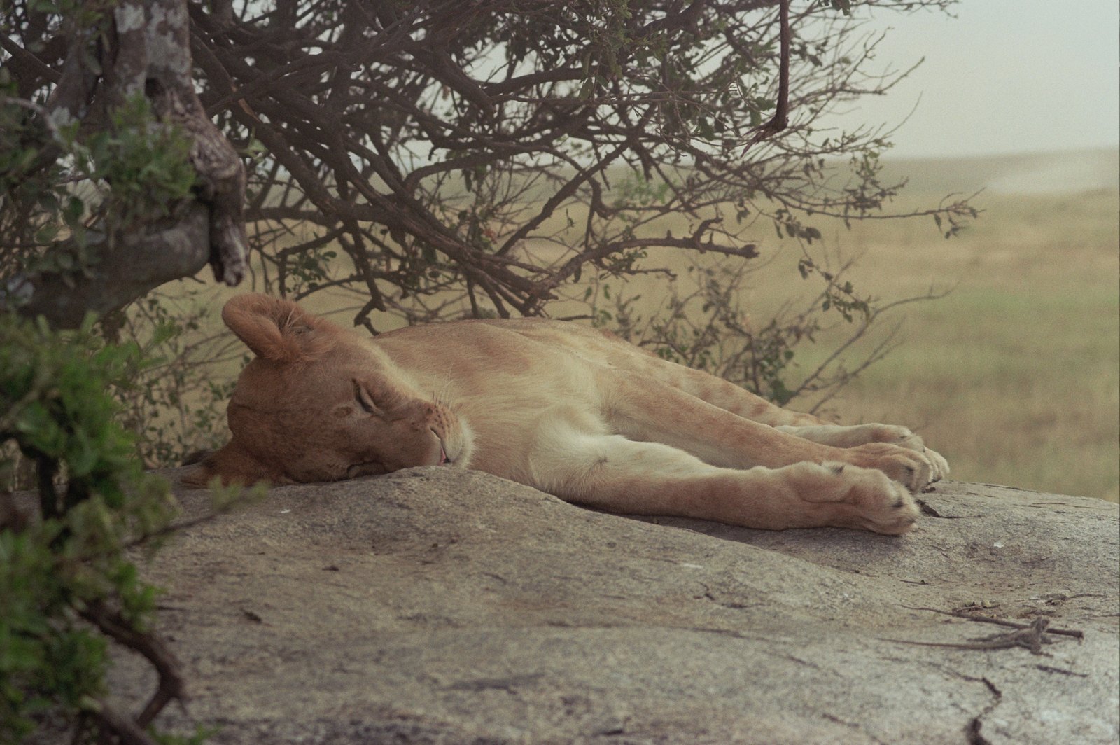 Film photograph of a lion cub